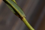 Sonchus bipontini