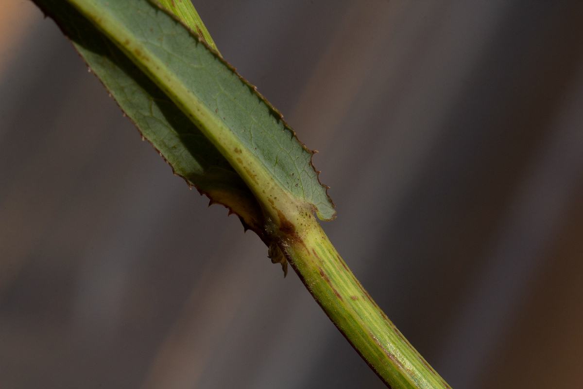Sonchus bipontini