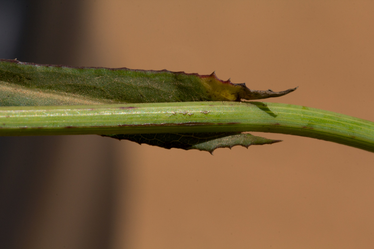 Sonchus bipontini Sonchus bipontini