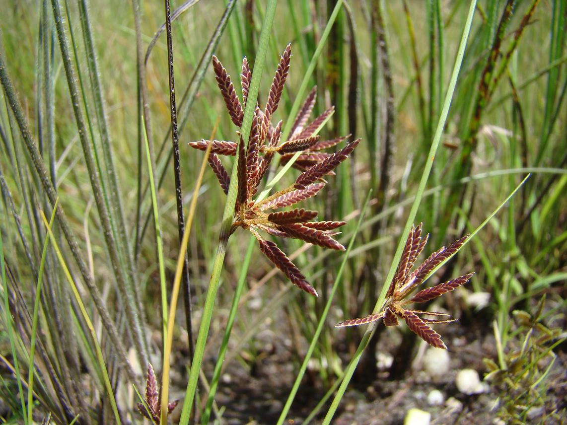 Pycreus capillifolius