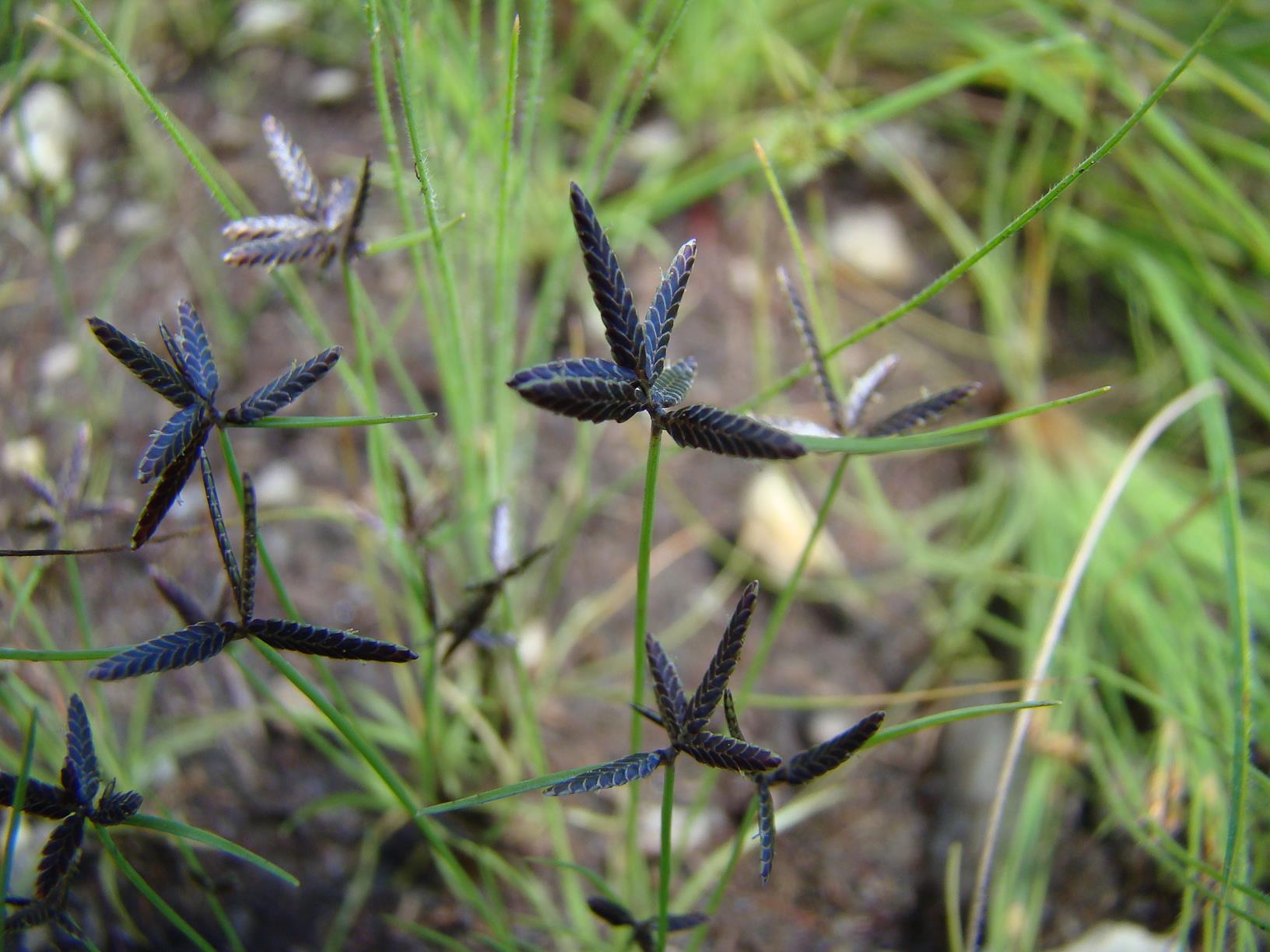 Pycreus capillifolius