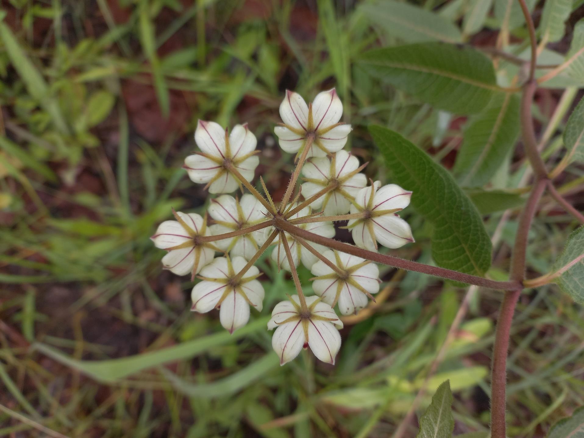 Pachycarpus lineolatus