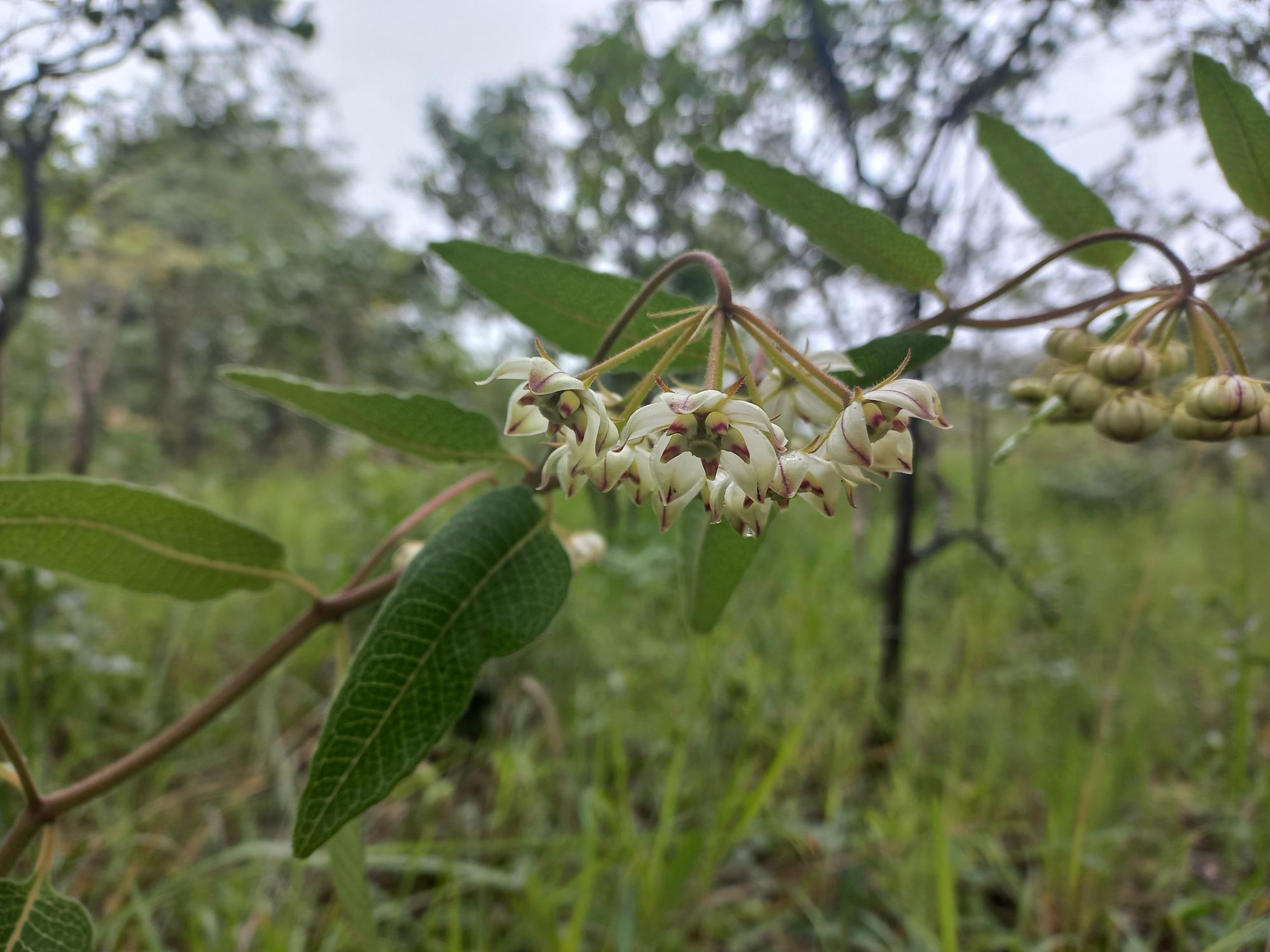 Pachycarpus lineolatus