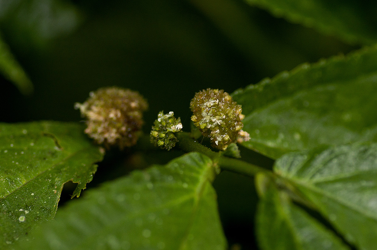 Elatostema welwitschii