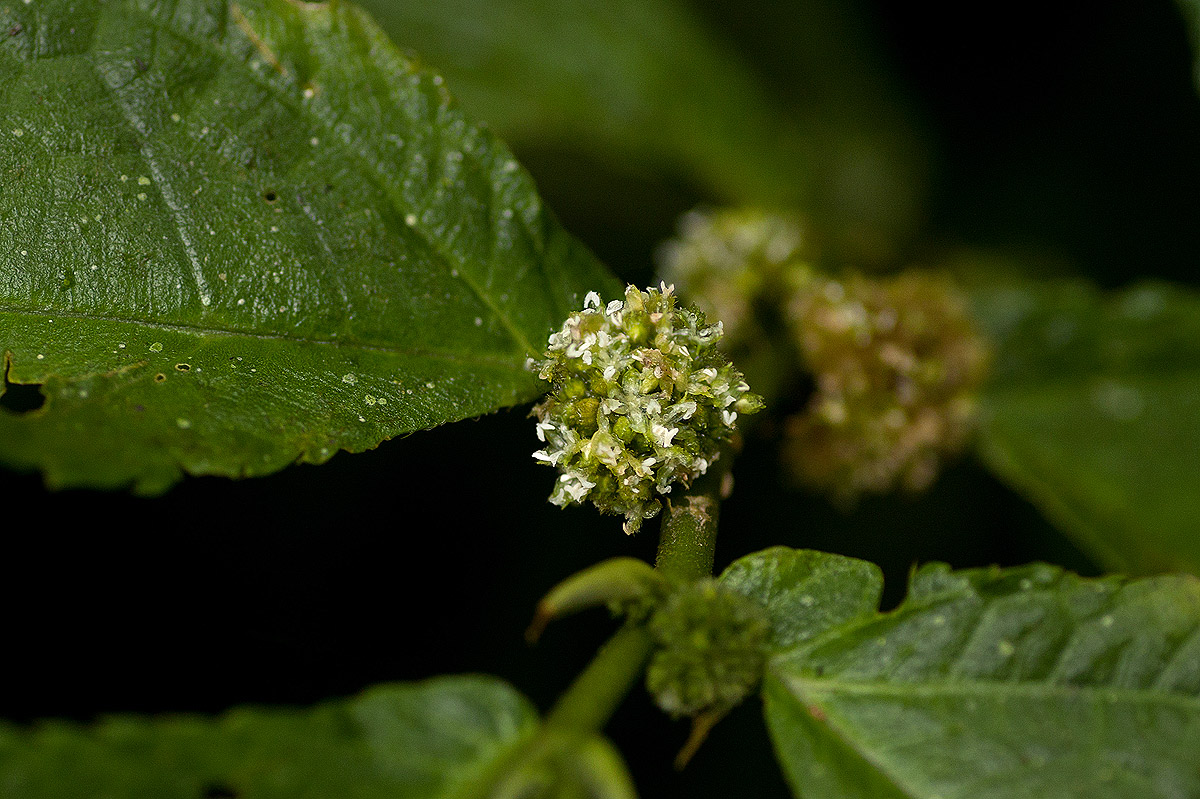 Elatostema welwitschii Elatostema welwitschii