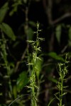 Carex chlorosaccus