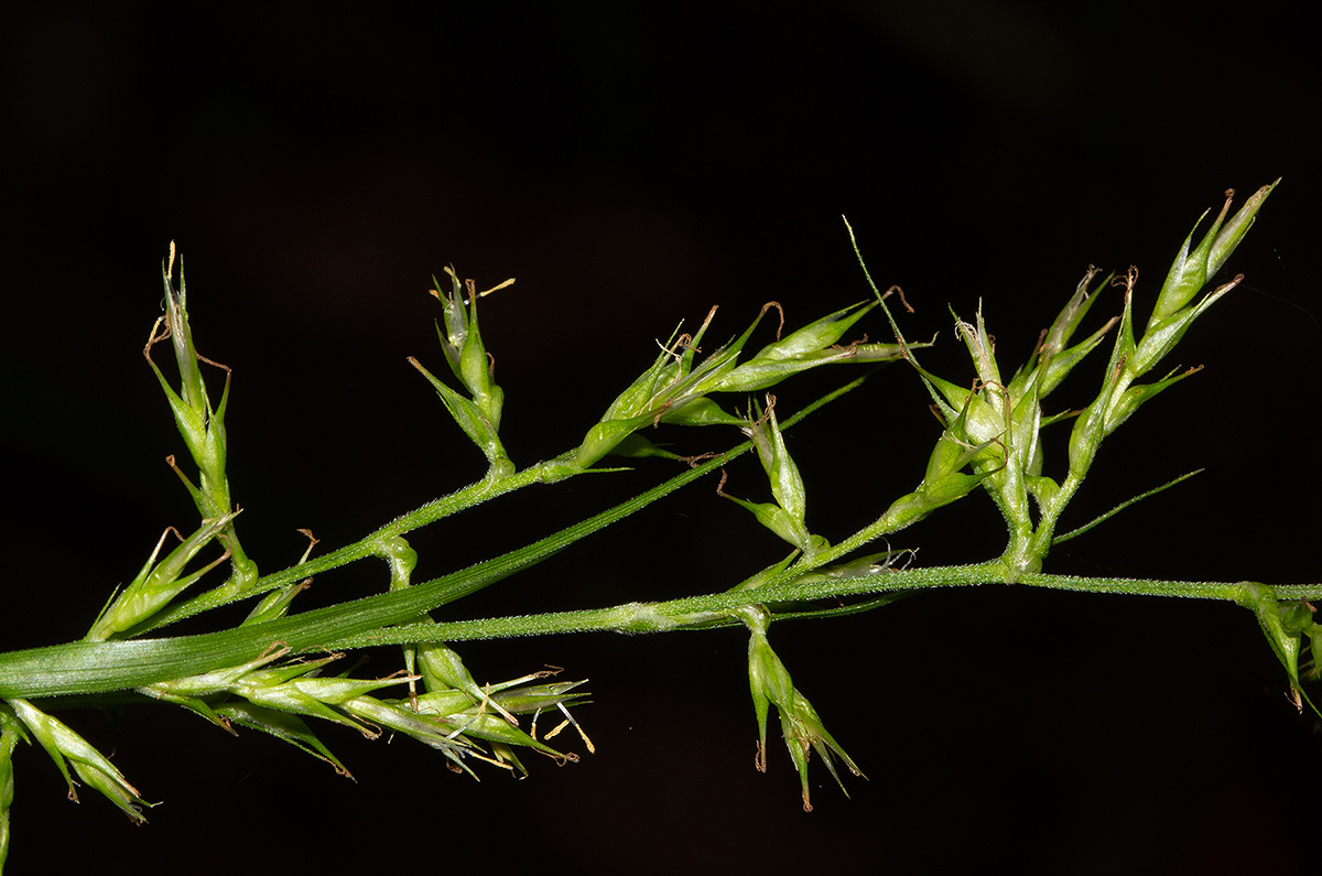 Carex chlorosaccus