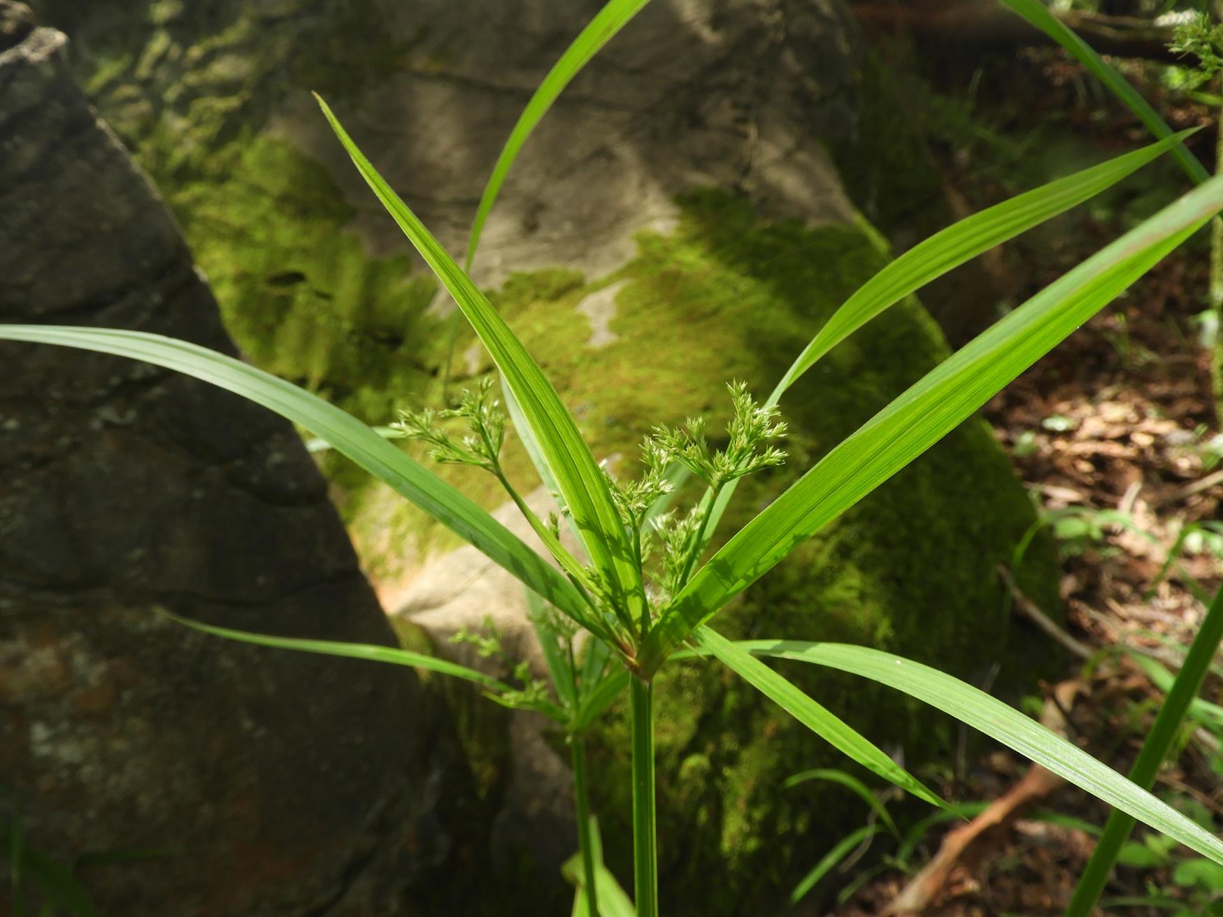 Cyperus renschii Cyperus renschii