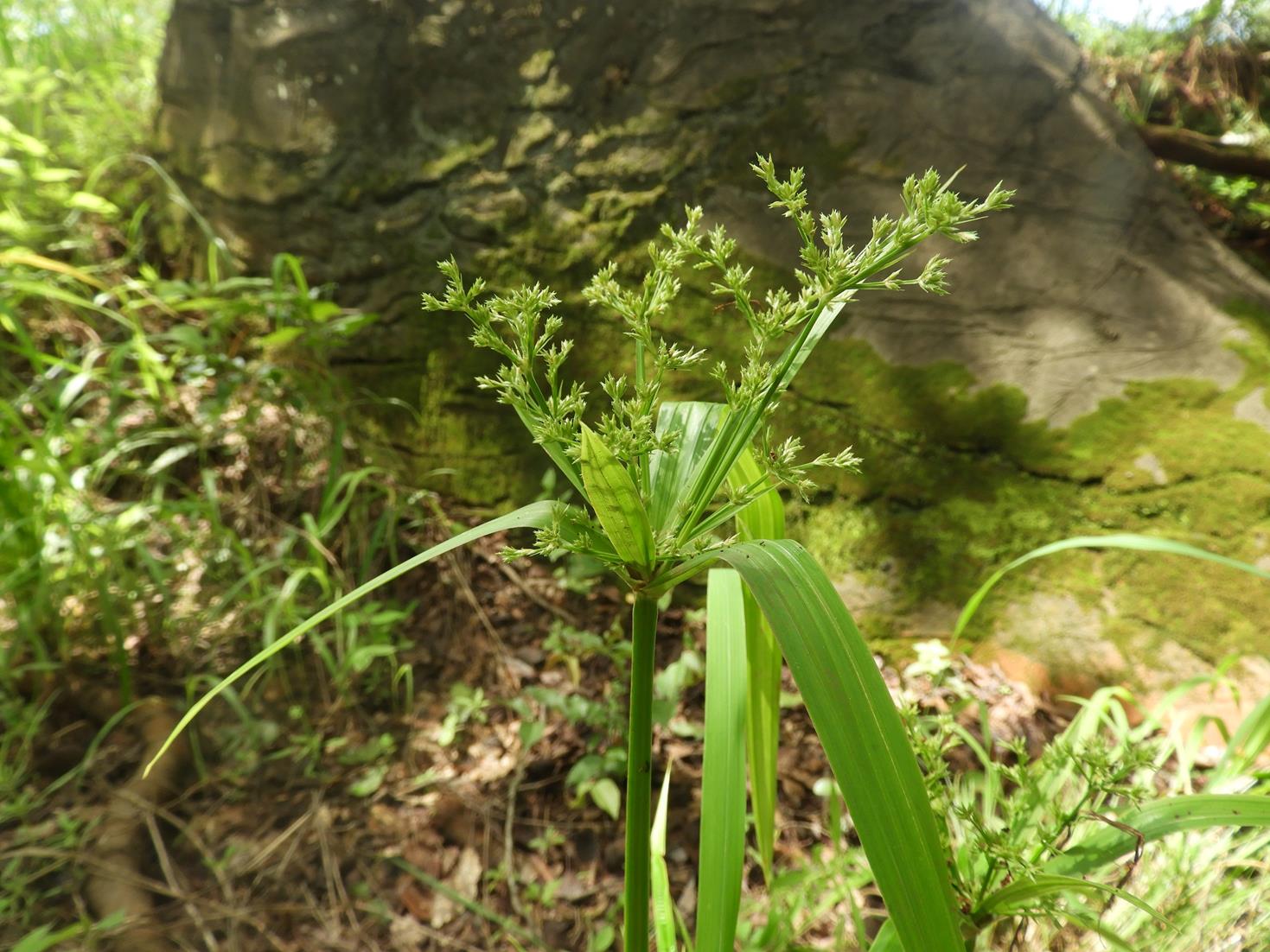 Cyperus renschii Cyperus renschii