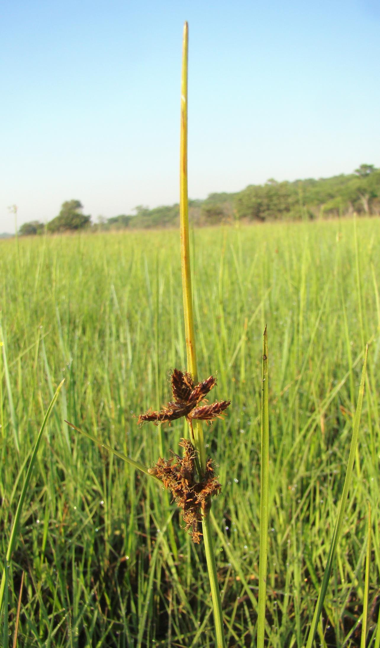 Pycreus mundtii Pycreus mundtii