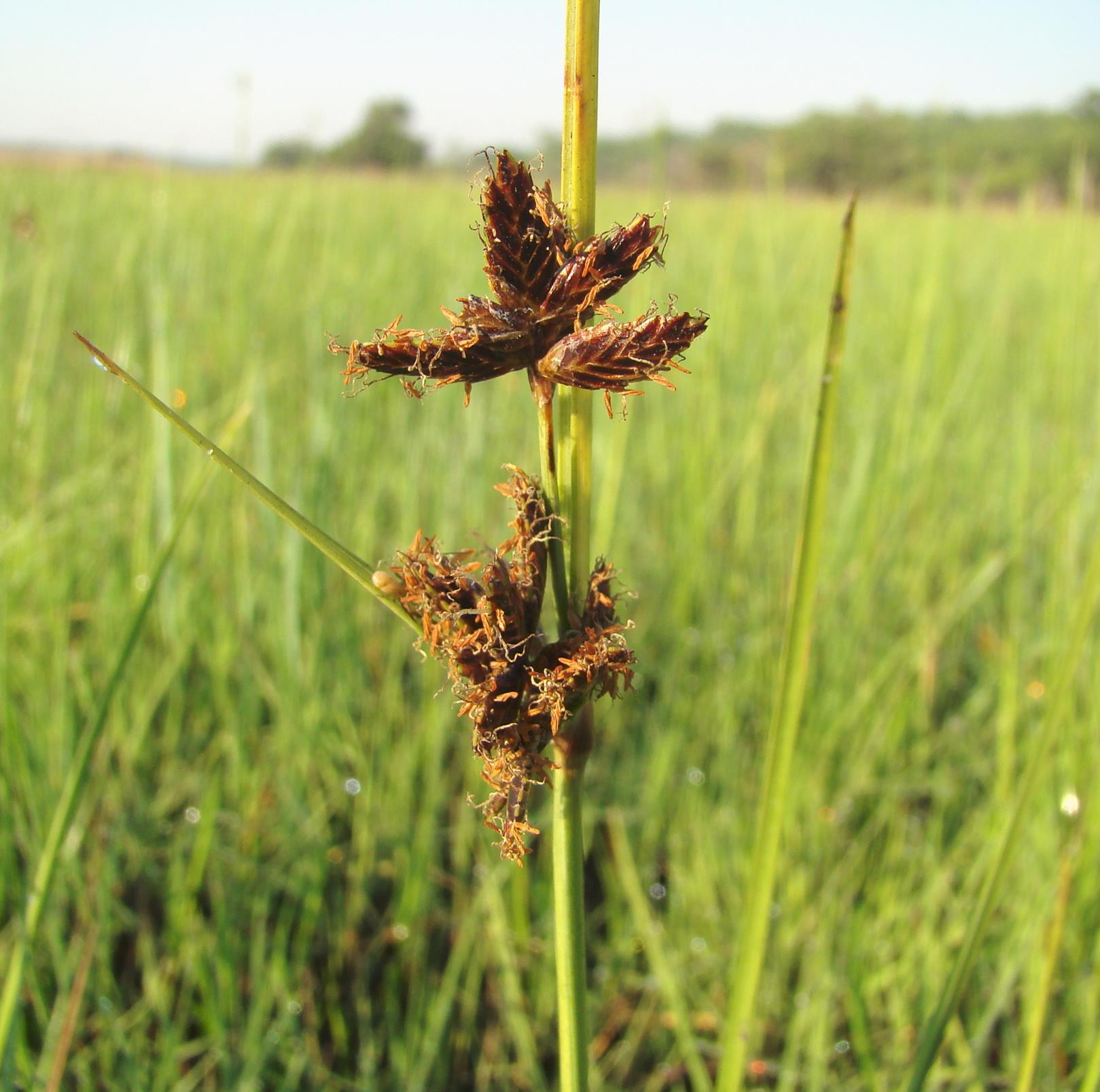 Pycreus mundtii Pycreus mundtii