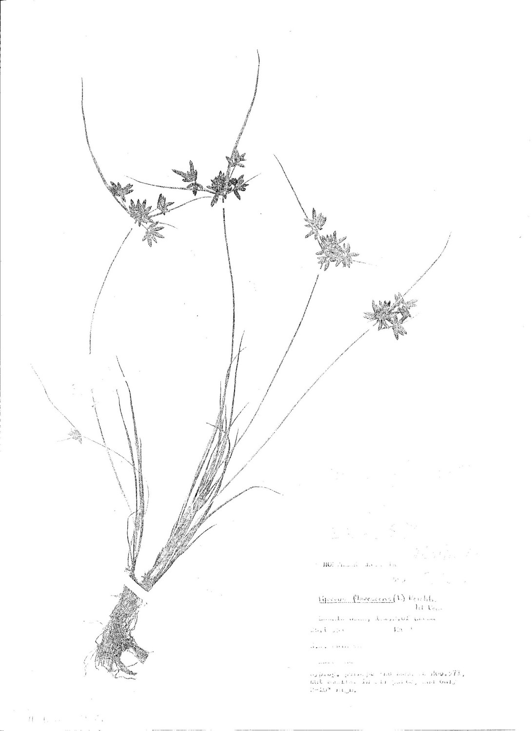 Pycreus flavescens Pycreus flavescens