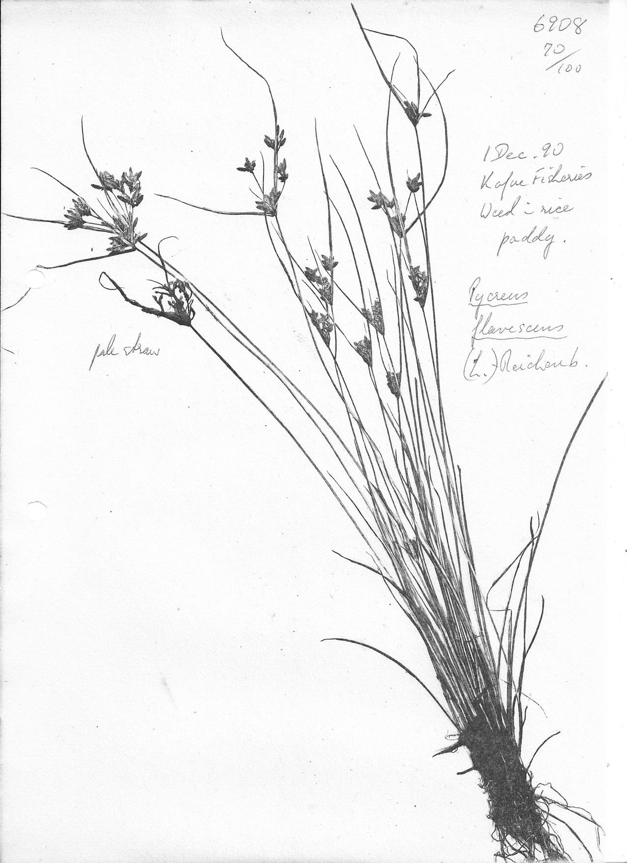 Pycreus flavescens Pycreus flavescens