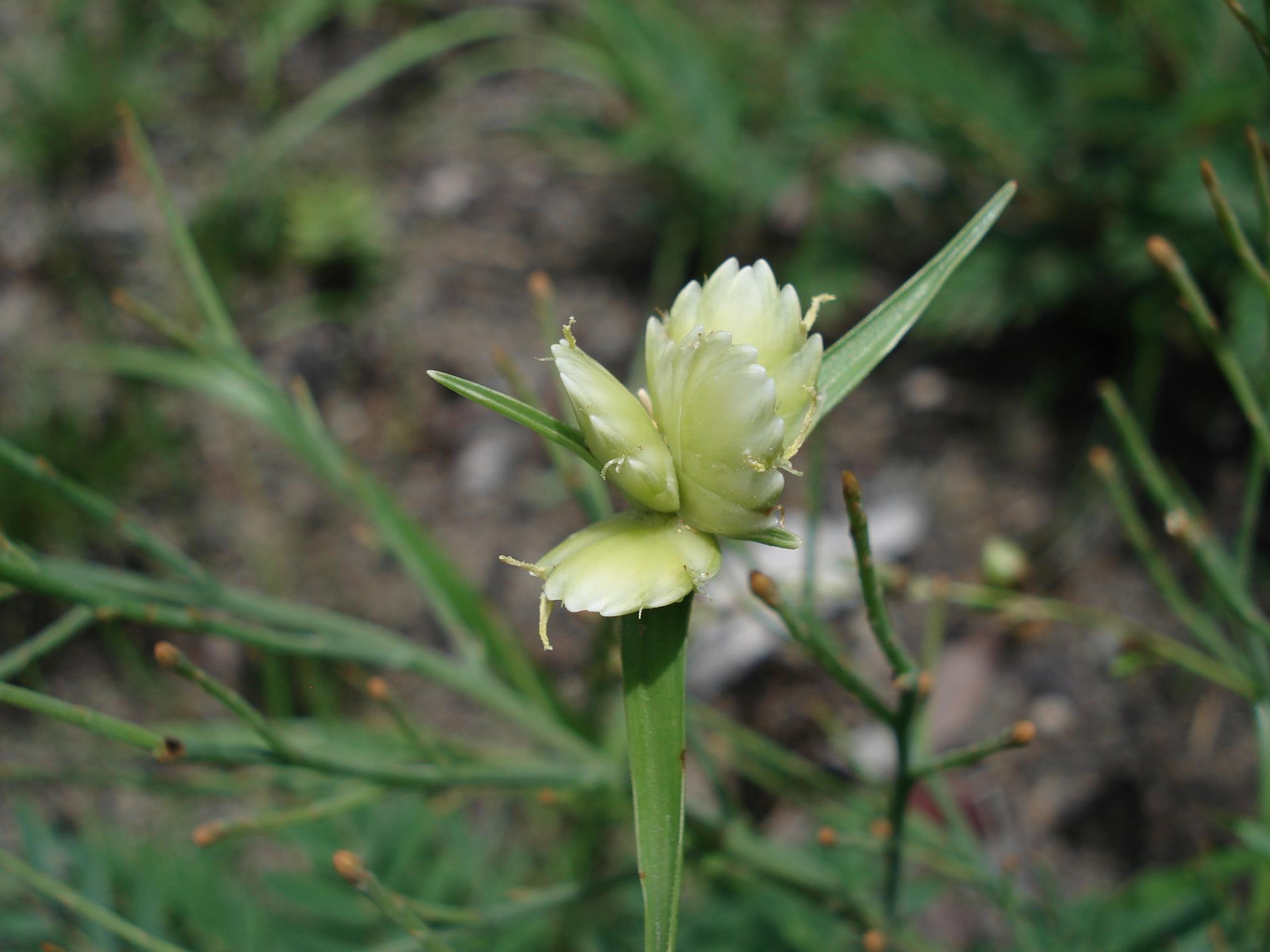 Cyperus niveus var. leucocephalus