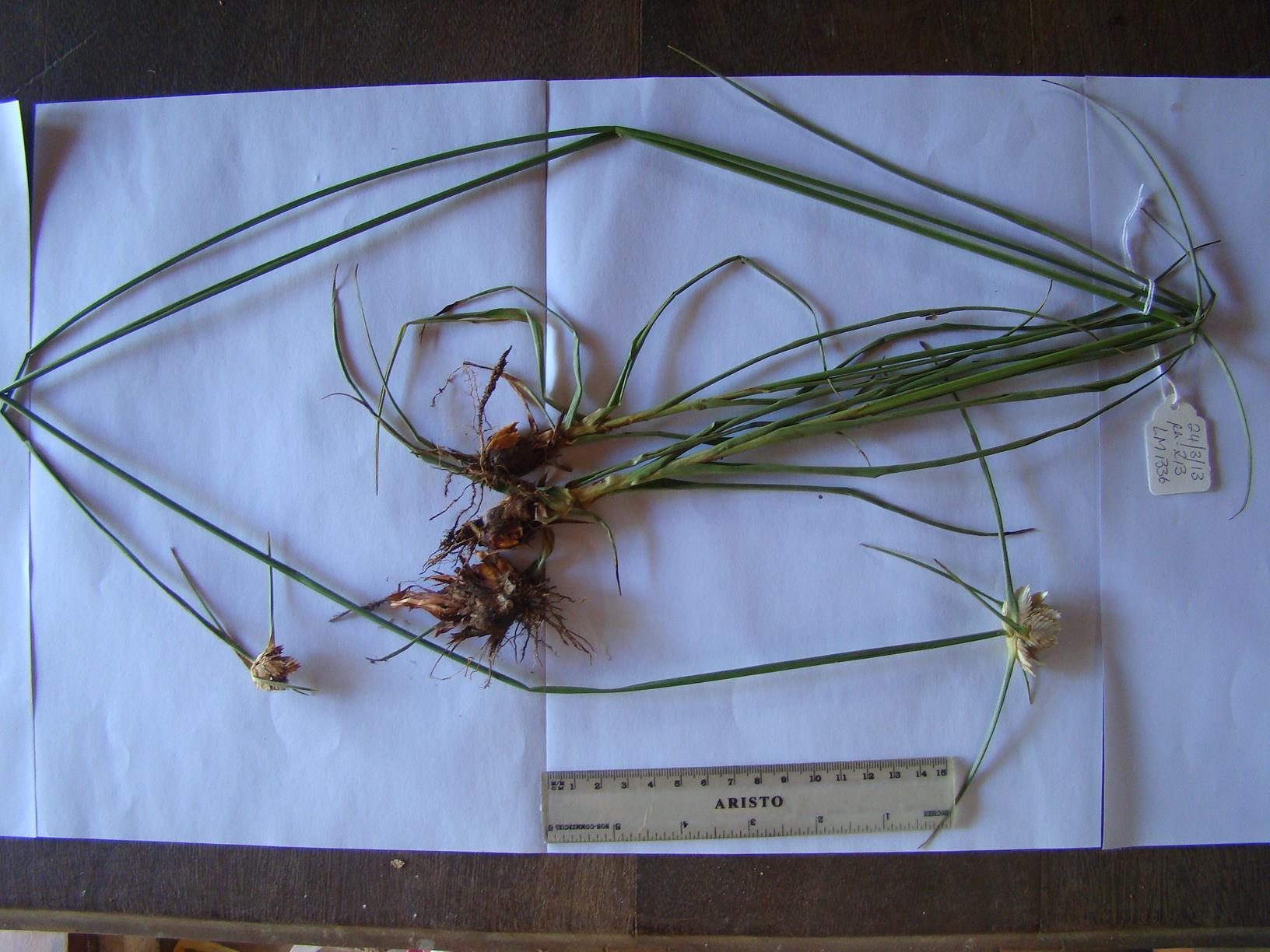 Cyperus niveus var. leucocephalus