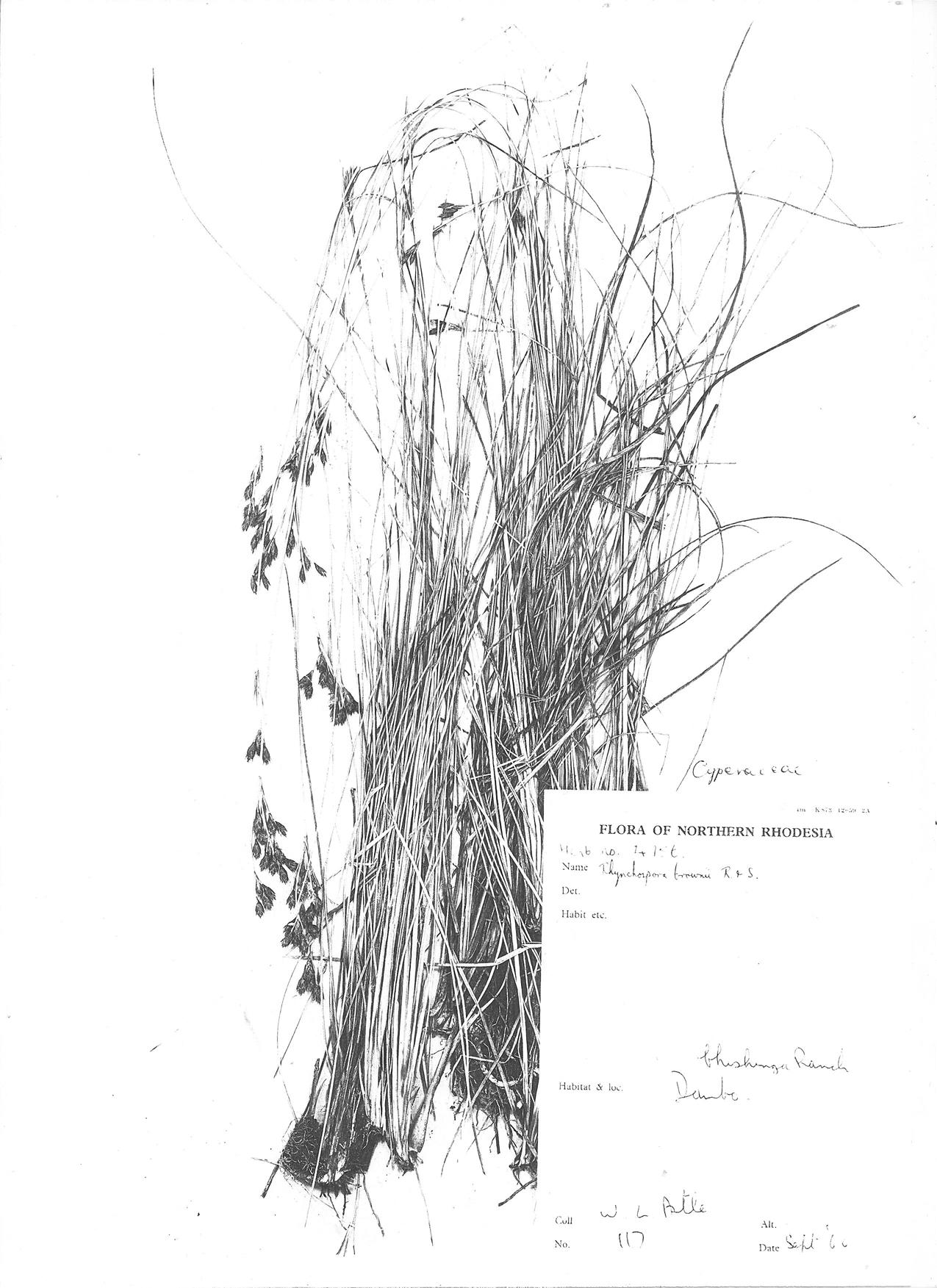 Rhynchospora brownii Rhynchospora brownii