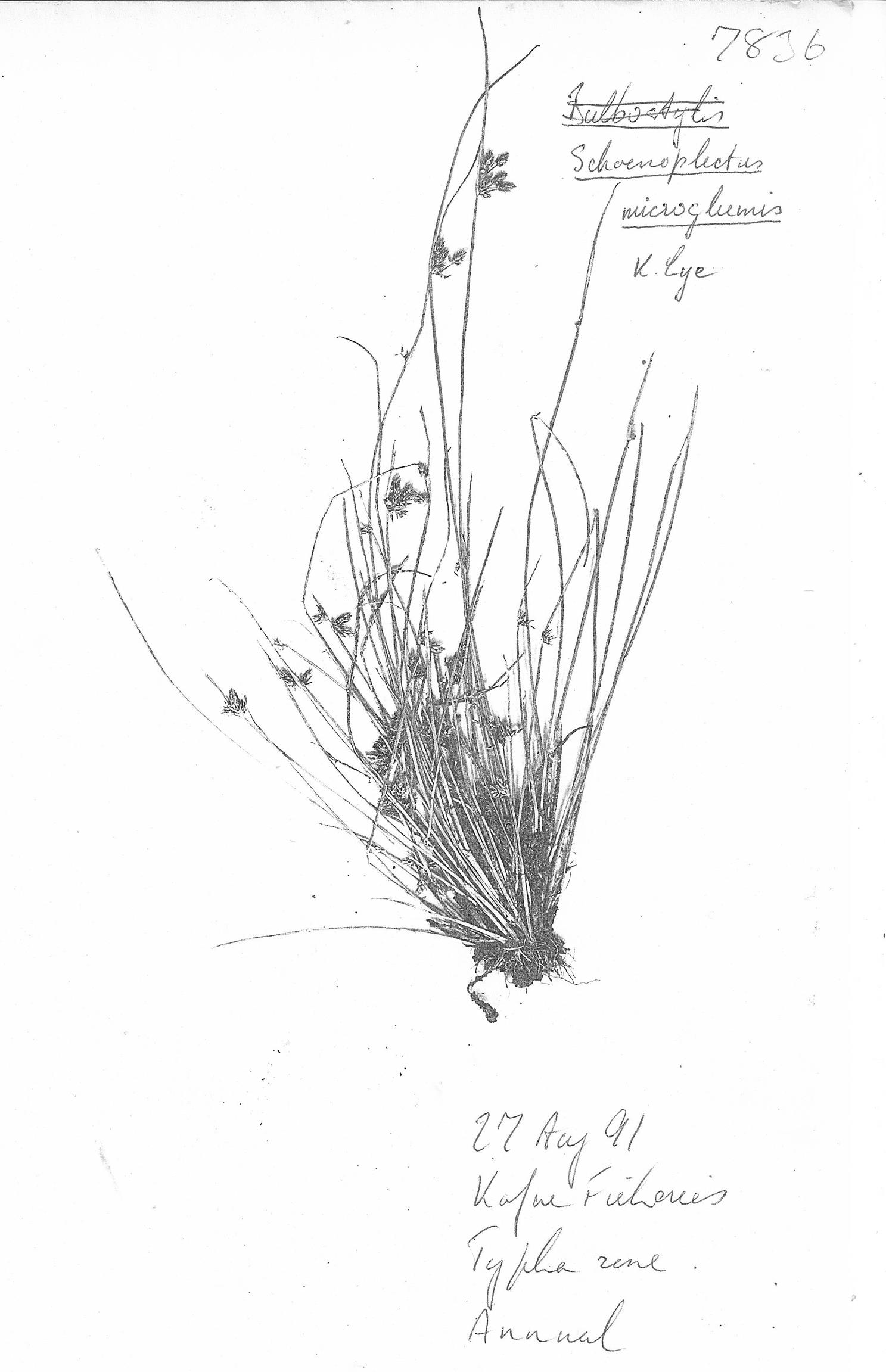 Schoenoplectiella microglumis