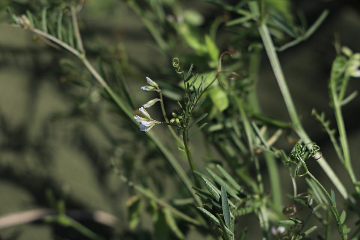 Vicia hirsuta Vicia hirsuta