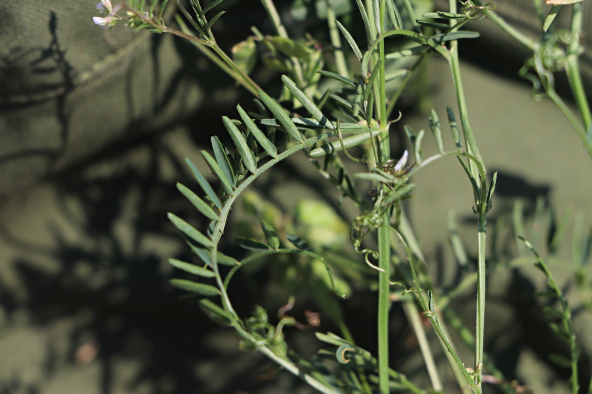 Vicia hirsuta Vicia hirsuta