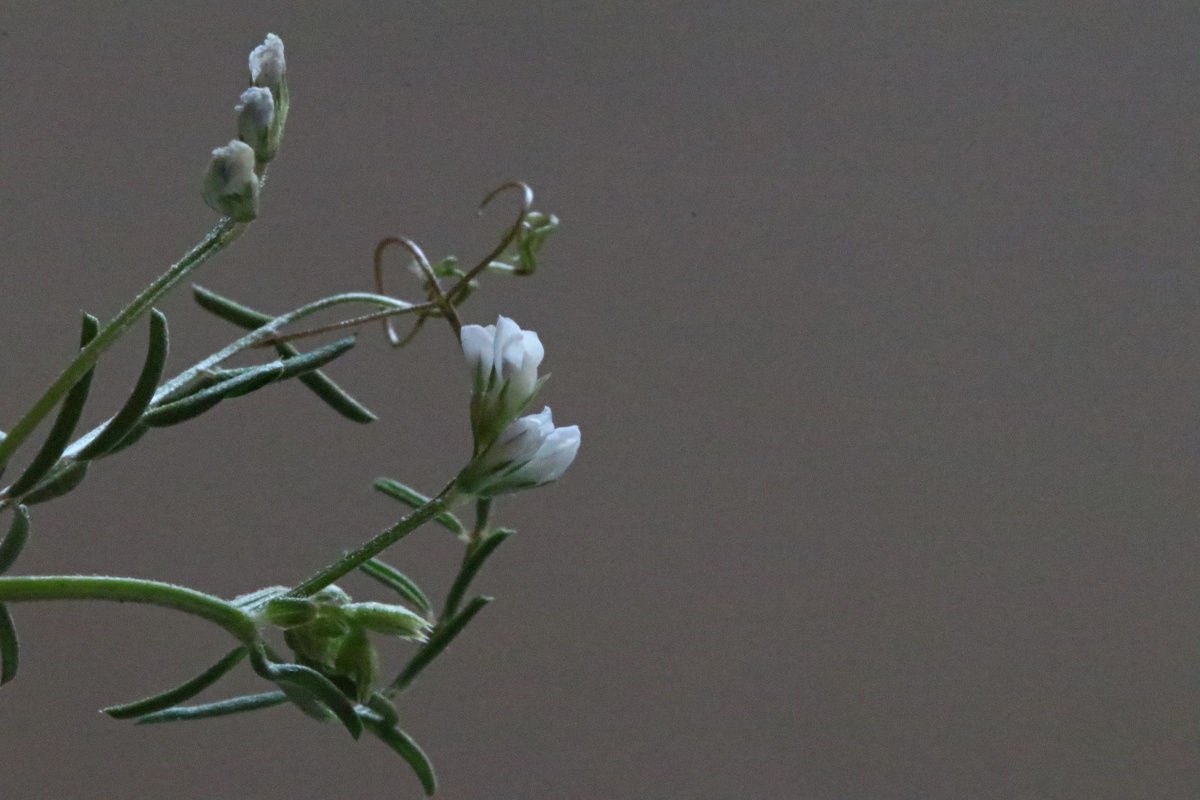 Vicia hirsuta Vicia hirsuta