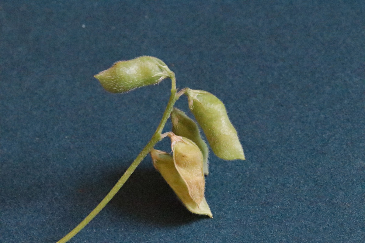 Vicia hirsuta Vicia hirsuta