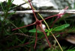 Ceropegia schliebenii