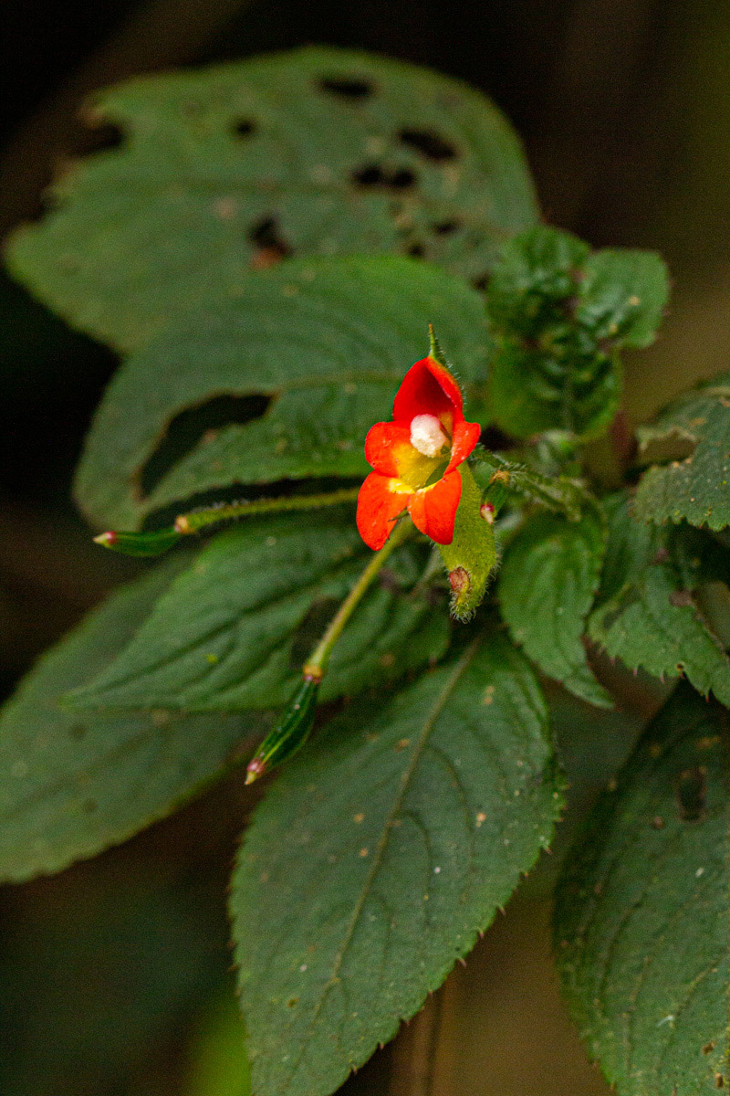 Impatiens gesneroidea
