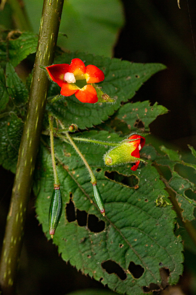 Impatiens gesneroidea