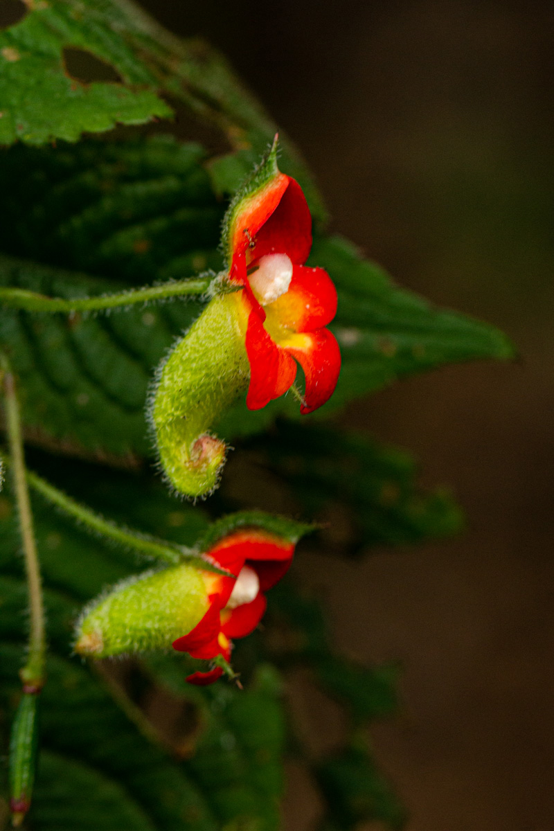 Impatiens gesneroidea