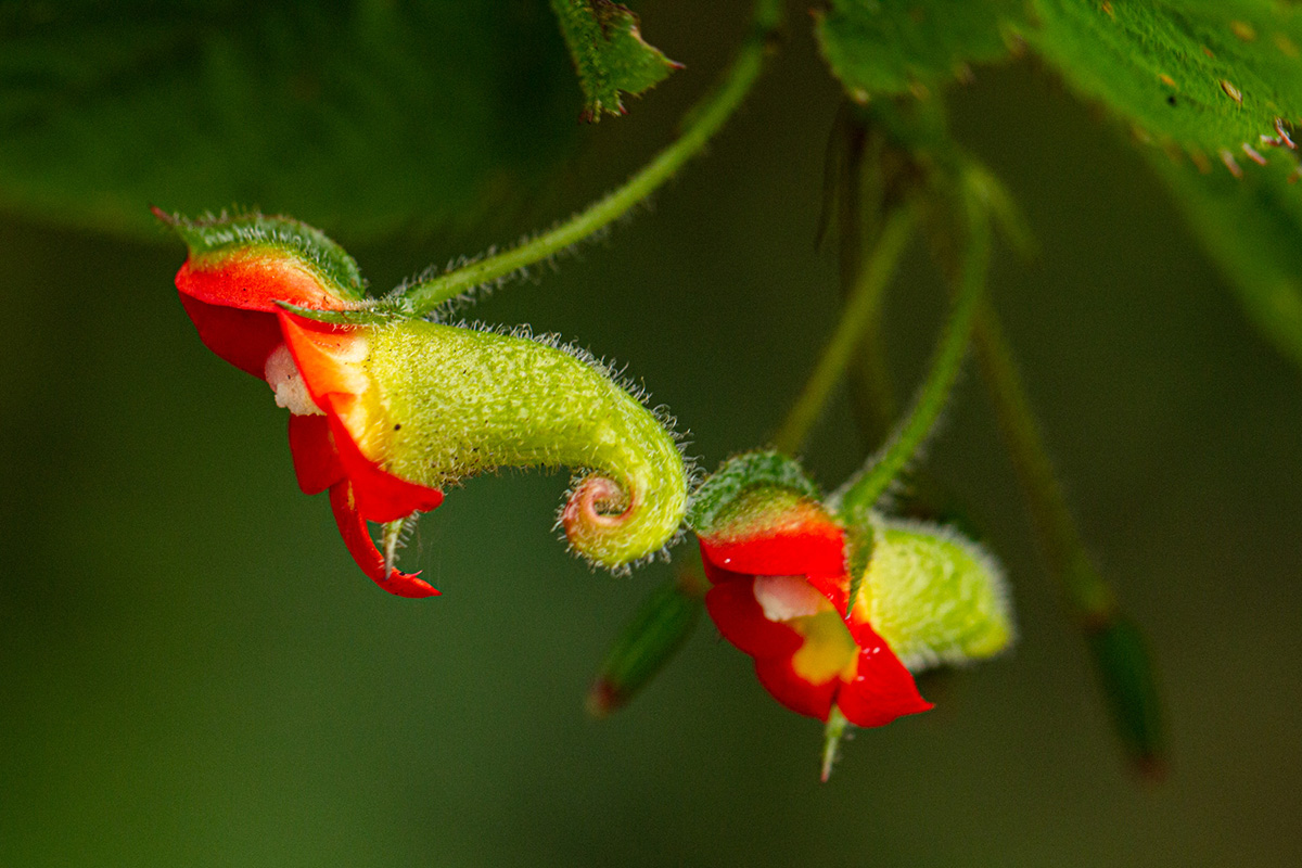 Impatiens gesneroidea