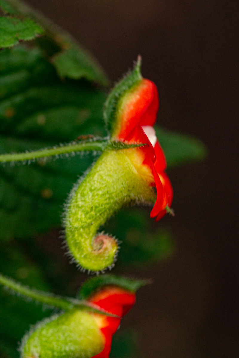 Impatiens gesneroidea
