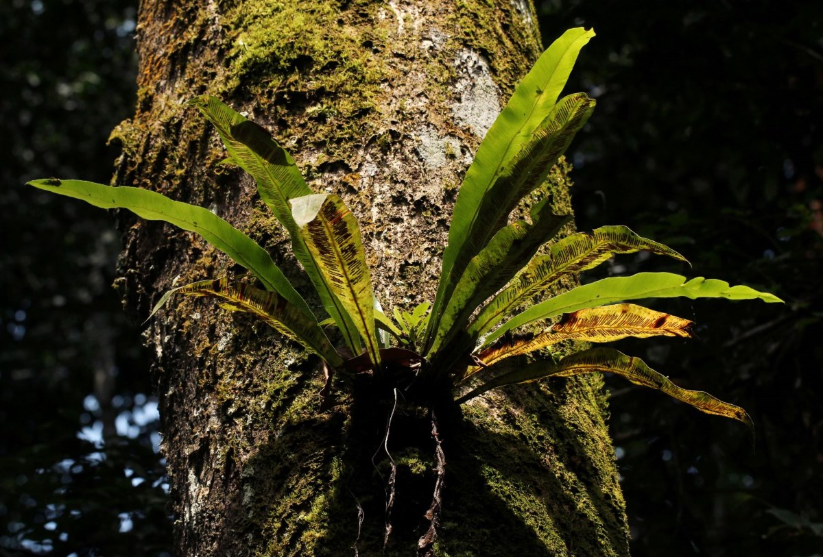 Asplenium africanum Asplenium africanum
