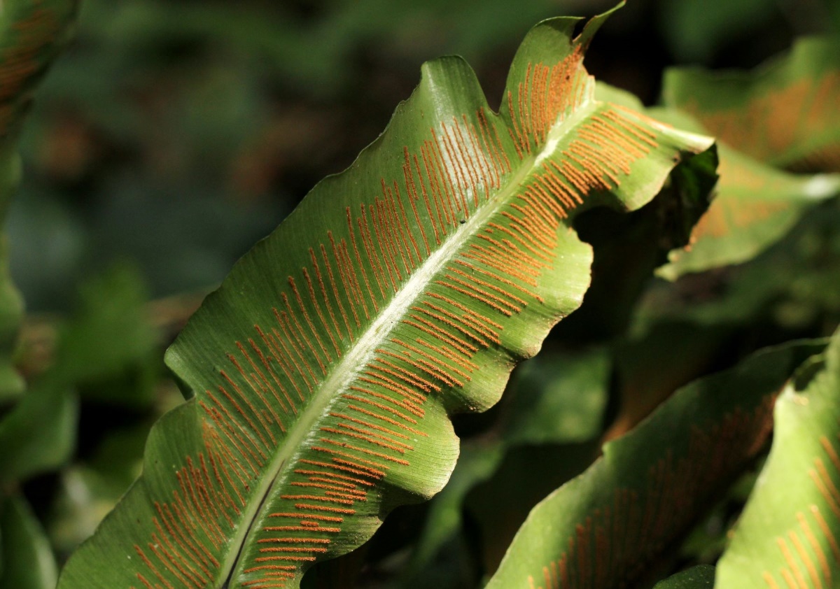 Asplenium africanum Asplenium africanum