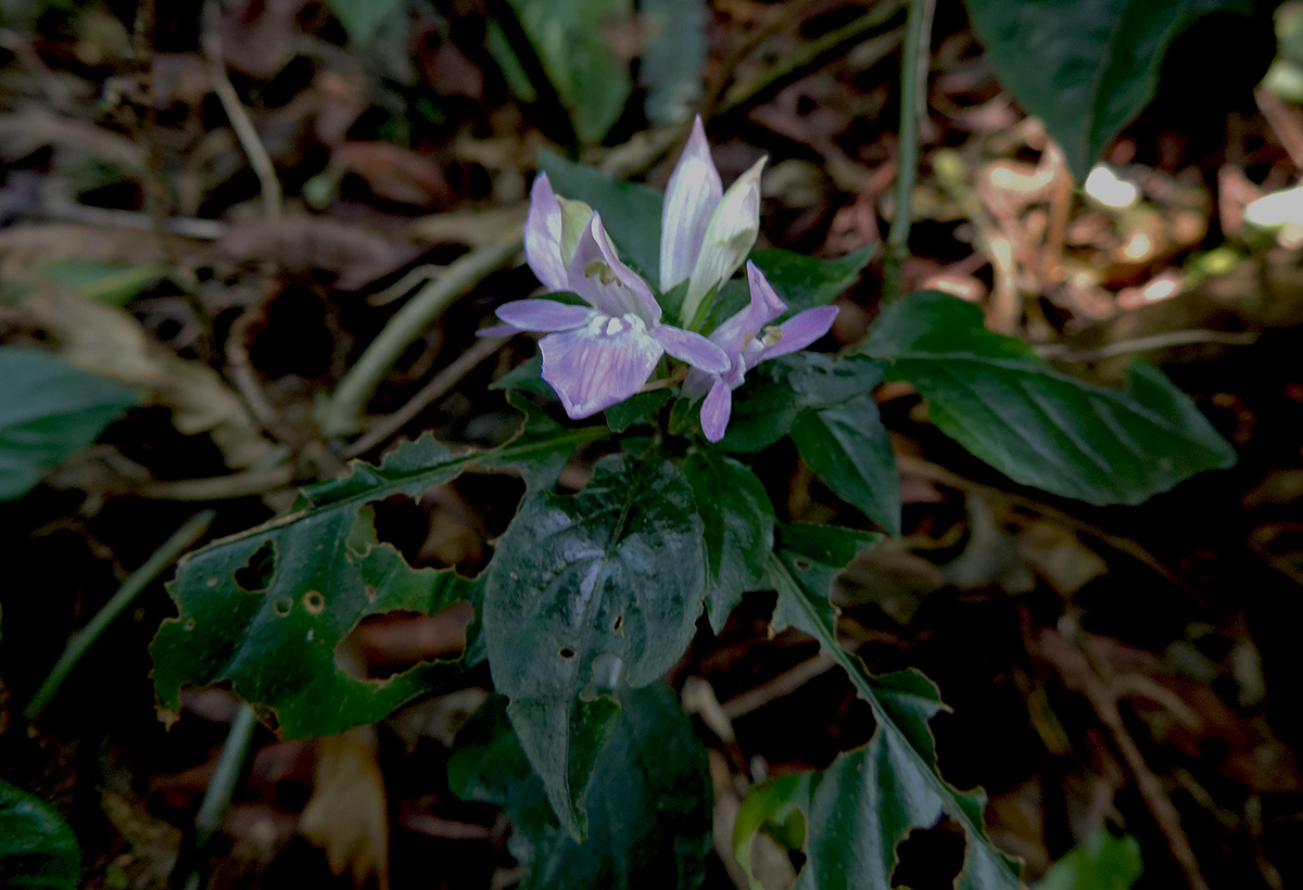 Anisosepalum humbertii subsp. humbertii Anisosepalum humbertii subsp. humbertii