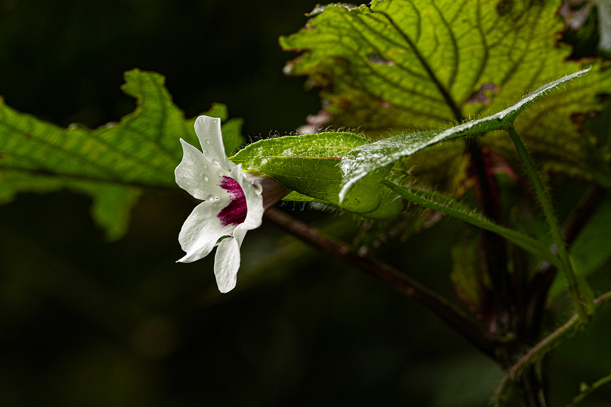 Thunbergia mildbraediana Thunbergia mildbraediana