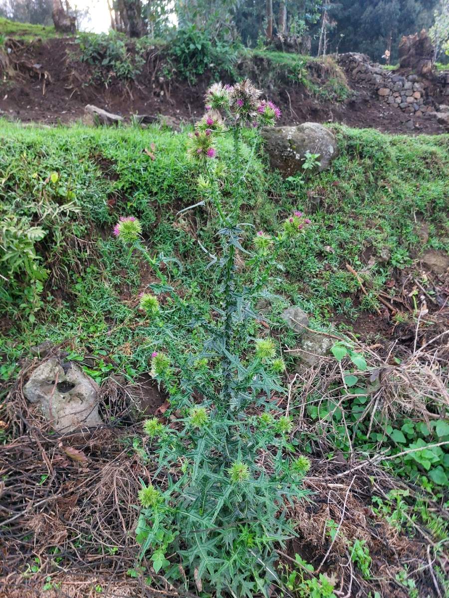 Carduus leptacanthus