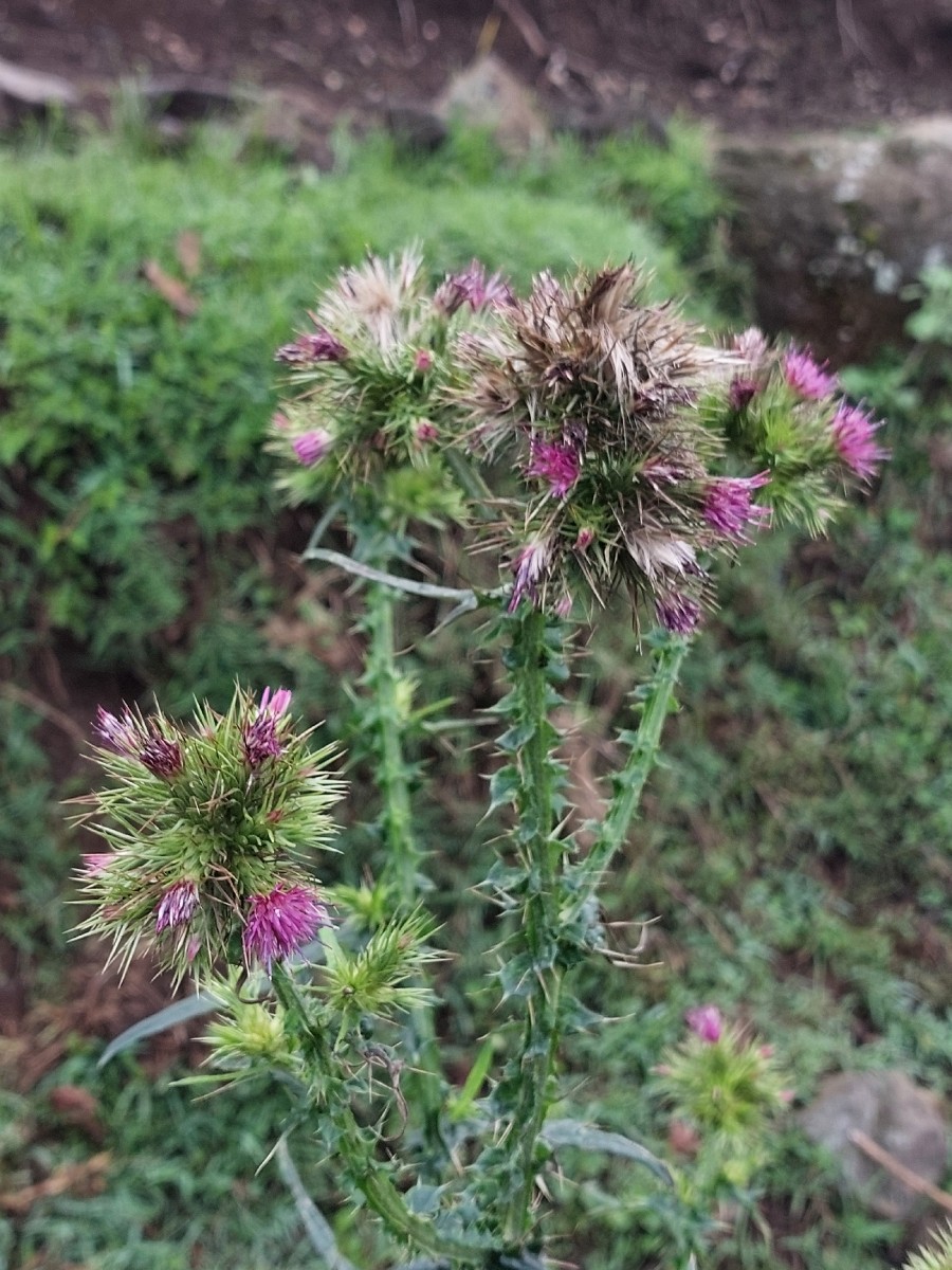 Carduus leptacanthus