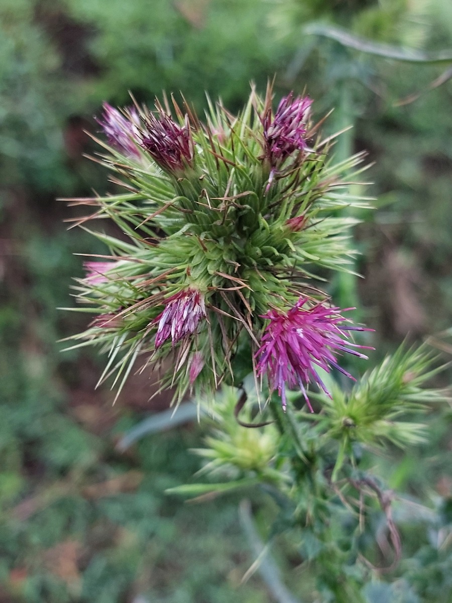 Carduus leptacanthus