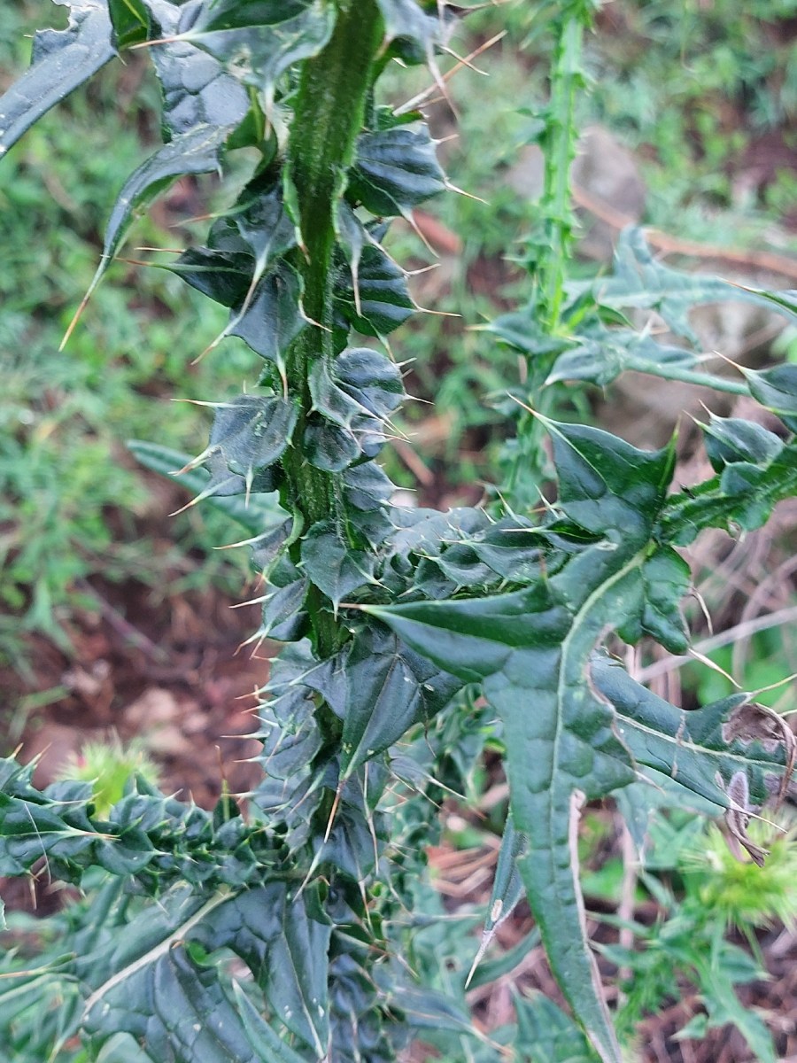 Carduus leptacanthus