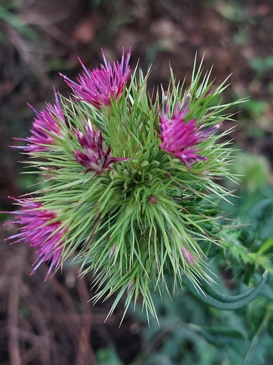 Carduus leptacanthus