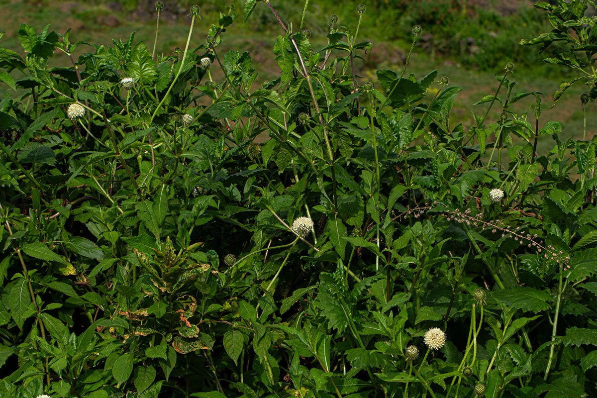 Dipsacus pinnatifidus Dipsacus pinnatifidus