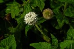 Dipsacus pinnatifidus