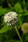Dipsacus pinnatifidus