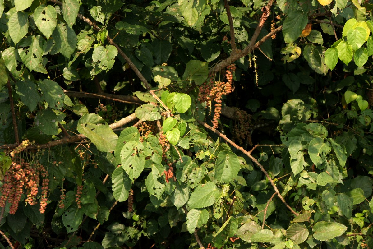 Alchornea cordifolia