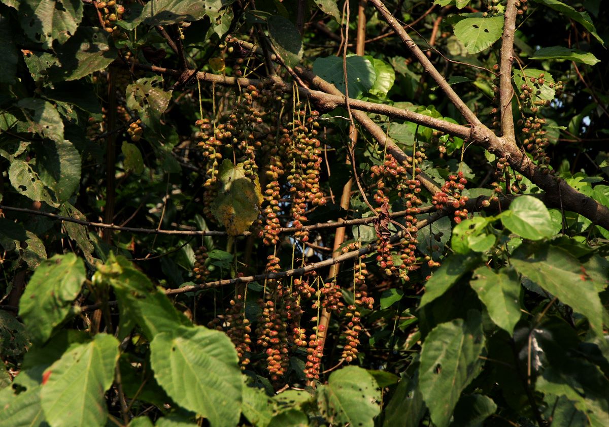 Alchornea cordifolia