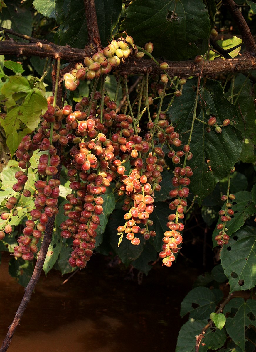 Alchornea cordifolia