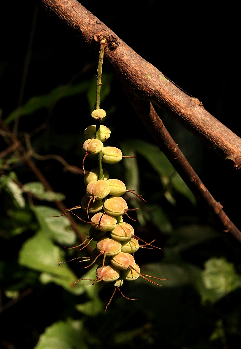 Alchornea cordifolia Alchornea cordifolia