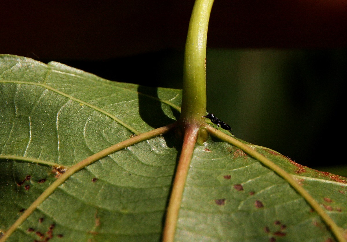 Alchornea cordifolia