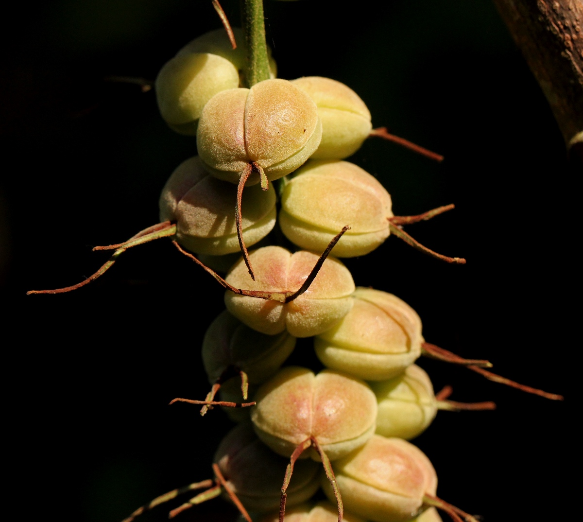 Alchornea cordifolia