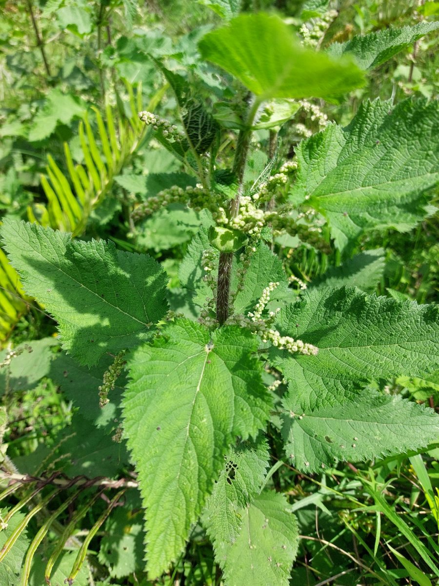 Urtica massaica